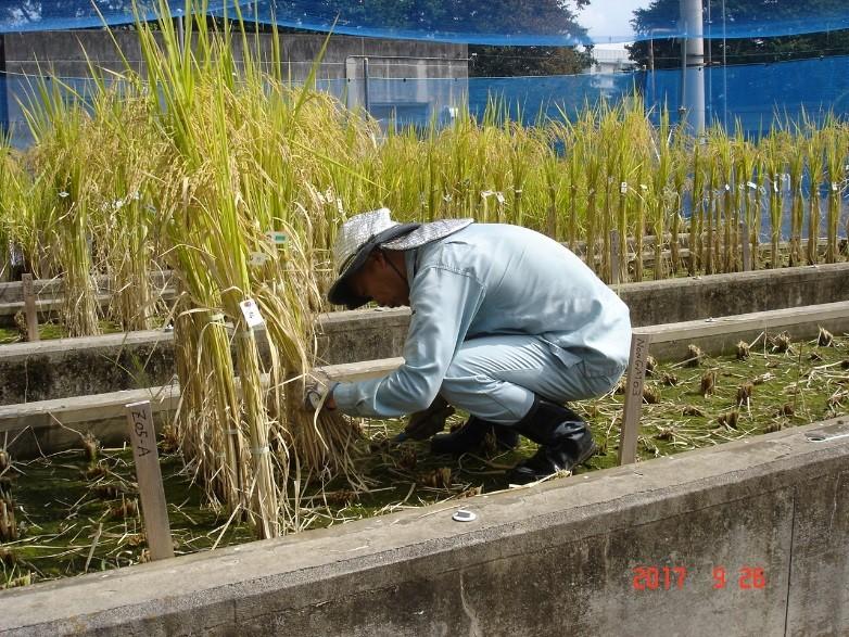 遺伝子組換え生物等の使用等の規制による生物の多様性の確保に関する法律