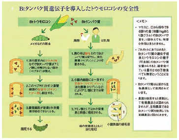 Btタンパク質遺伝子を導入したトウモロコシの安全性