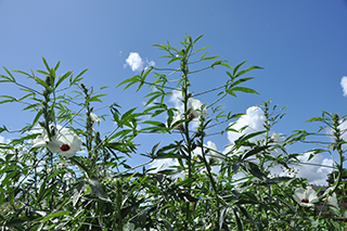 作物研究部門 作物見本園 残暑が続く中 遅咲きの花が咲き始めました 農研機構
