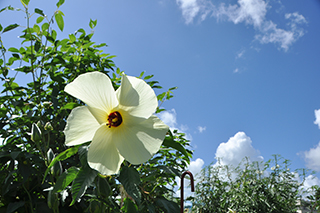 作物研究部門 作物見本園 残暑が続く中 遅咲きの花が咲き始めました 農研機構
