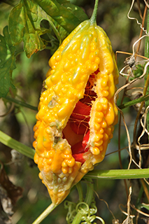 ウリ科の「ニガウリ」が過熟で、果皮が黄色になり割れて赤い実がのぞいています。