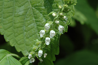 α-リノレン酸を多く含むシソ科の「エゴマ」の花穂に白い小さな花が咲き始めました。
