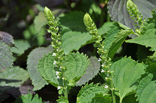 シソ科の「シソ」の花穂にも白い小さな花が咲き始めました。