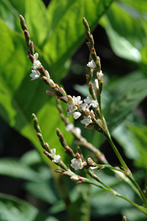 タデ科の「アイ」の白い小さな花も咲いています。