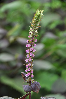 シソ科の「シソ」(赤紫蘇)の紫色の花が咲き始めています。