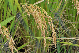 宮中での御手植えにも使用されるもち米で、粘りが強い「マンゲツモチ」。1963年(昭和38年)に農事試験場(現農研機構)で育成されました。