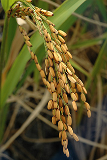 アジア稲とアフリカ稲との種間雑種から育成された香りの良いアフリカ向き品種で、籾の先端が黒い「Bonfani」。