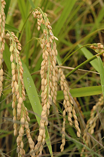 玄米は白濁していますが、炊飯すると光沢が良くアミロース含有率が低いため、米飯の粘りが強い「ミルキークイーン」で、1998年(平成10年)に農業研究センター(現農研機構)で育成されました。
