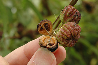 アオイ科の「ボウマ」の茶色の種子。