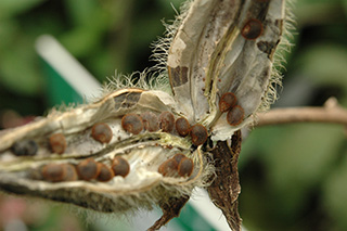アオイ科の「トロロアオイ」の茶色の種子。