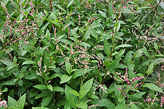 タデ科の「アイ」の花が盛りです。