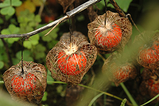 ナス科の「ホオズキ」の袋状のガクが網目状になり、赤い果実が透けて見えます。