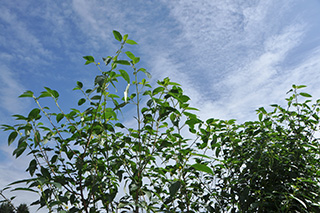 シナノキ科の「モロヘイヤ」の葉は、まだ青々としています。