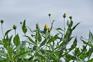 キク科の「キクイモ」の花が咲き始めました。