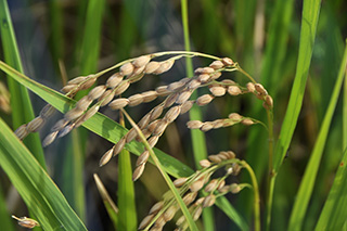 宮中のお手植えで使用されるうるち米の「ニホンマサリ」で、1973年(昭和48年)に農事試験場(現農研機構)で育成されました。