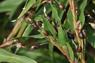 ハトムギ茶や漢方薬にするイネ科の「ハトムギ」の実が黒く熟しました。