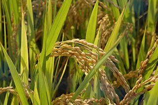 低アミロースの巨大胚品種で、γ-アミノ酪酸(GABA)の含量が多く、米粉パンとしての利用も可能な「はいごころ」。 2012年(平成24年)に作物研究所(現農研機構)で育成されました。