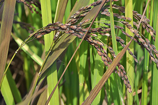 全身紫色の観賞用稲の「紫稲」で、アントシアニンを多く含み、稲発酵粗飼料としても機能性物質の供給源として有効です。