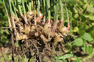 ショウガ科の「生姜」の根茎は食用になります。