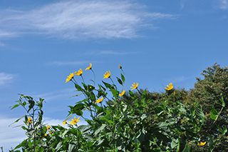 塊茎部に多糖類の「イヌリン」が含まれ、食用となる北アメリカ原産のキク科の「キクイモ」の黄色い花が引き続き咲いています。