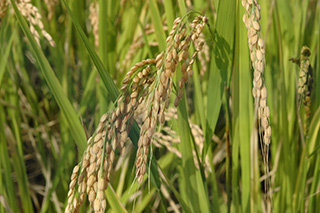 「農林8号」の父親の「朝日」で、大正～昭和初期の代表的品種でしたが、今でも岡山県で栽培されています。