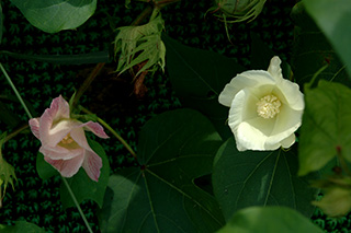 アオイ科の「ワタ」の花がまだ、咲いています(右:今日咲いた淡いクリーム色の花、左:前日に咲いた花は薄紅色に変色しています)。