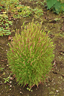 ヒユ科の「コキア」が例年より遅く、茎から赤くなってきました。