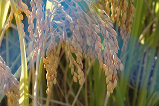 関東以西の飼料用米や加工用米として幅広く使え、食用米との識別が容易な超多収品種「モミロマン」で、2008年(平成20年)に作物研究所(現農研機構次世代作物開発研究センター)で育成されました。