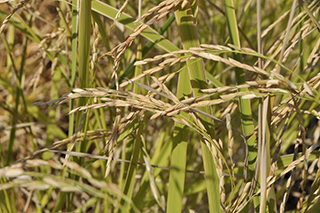パキスタンなど熱帯アジアの高級米で、細長粒の香り米品種「Basmati370」。