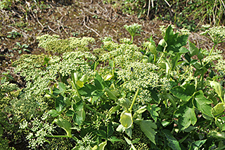 葉と茎を食用とするセリ科の「アシタバ」の花がまだ咲いています。