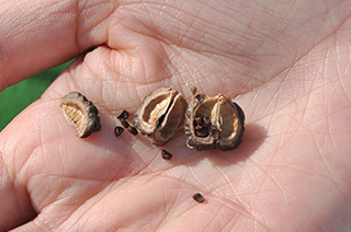 アオイ科の「ボウマ」の小さな茶色い種子。