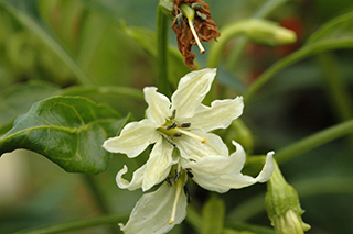 ナス科の「トウガラシ」(品種:鷹の爪)の白い花がなおも咲き続けています。