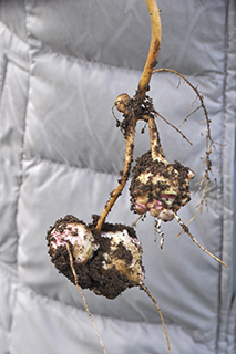 北アメリカ原産のキク科の「キクイモ」の塊茎の主成分は多糖類のイヌリンを含む食物繊維です。