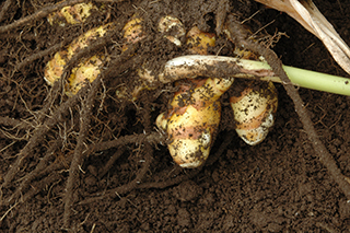 インド原産のショウガ科「ウコン」の塊茎はクルクミンを含み健康食品として注目されています。