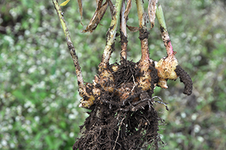 ショウガ科「生姜」の塊茎は香辛料として生食したり、保存食や医薬品として用いられています。