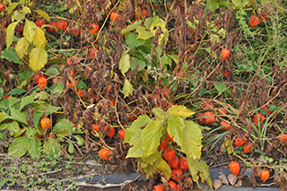 ナス科の「ホオズキ」の赤い実が豊作です。