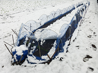 平年より1ヶ月半ほど早い初雪に見舞われた11月24日の様子。