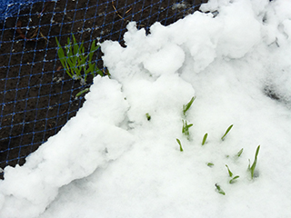 雪をかぶった大麦。