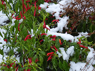 ナス科の「トウガラシ」(品種:鷹の爪)の赤い実が雪に映えて鮮やかです。
