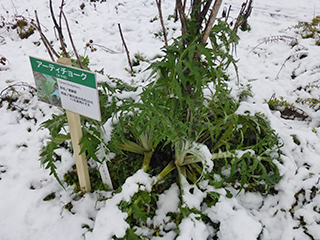 キク科の「アーティチョーク」は雪の中でも鮮やかな緑色をしています。