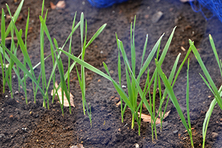 日本初の「デュラム小麦」の品種で、パスタに用いられる「セトデュール」。