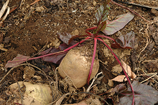 茎葉が赤くなるヒユ科の「ビーツ」の根茎などはロシア料理の「ボルシチ」、ピクルスやサラダの材料になります。