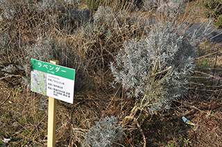 シソ科の「ラベンダー」も冬越しをします。