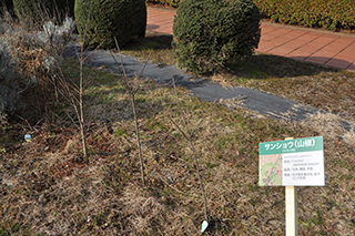 ミカン科の「山椒」は幹と枝だけになりました。