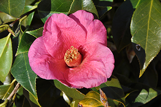 ツバキ科の「ヤブツバキ」(品種: いのくちの香り)の薄赤紫色の花
