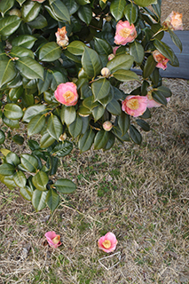 ツバキ科の「ヤブツバキ」(品種:あじこ2世) は一部の花が落下しています。
