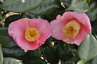 ツバキ科の「ヤブツバキ」(品種:あじこ2世)の花が見頃をやや過ぎ、薄赤色がややあせてきました。