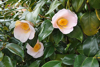 ツバキ科の「ヤブツバキ」(品種:普済院)の淡いピンク色の花。