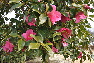 ツバキ科の「ヤブツバキ」(品種: いのくちの香り)の香りの強い薄赤紫色の花が見頃となりました。