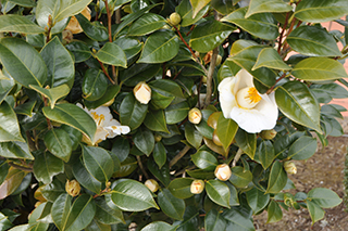 ツバキ科の「ヤブツバキ」(品種:篤山) の純白の花と蕾。